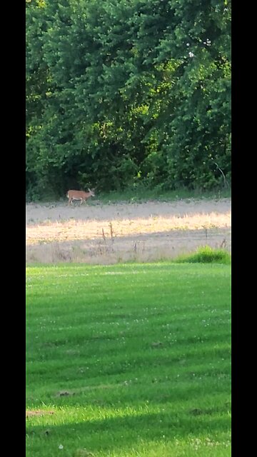 Deer Off Our Front Porch 6-12-24