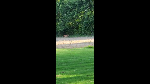 Deer Off Our Front Porch 6-12-24