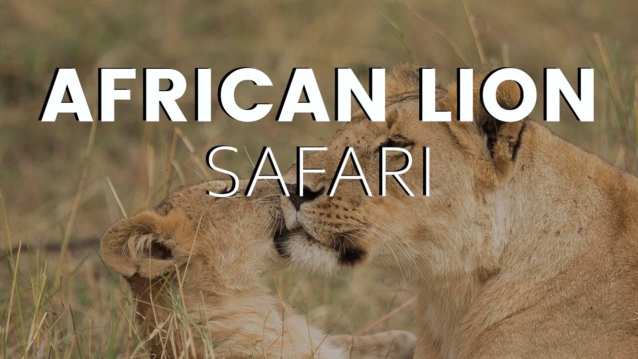 How to Prepare for Your African Lion Safari Trip?