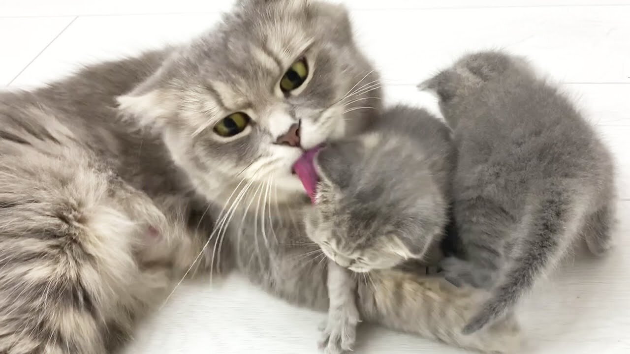 Mom cat punishes naughty kittens