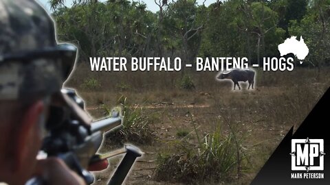 Water Buffalo, Banteng, Hogs: Northern Territory, Australia | Mark Peterson Hunting