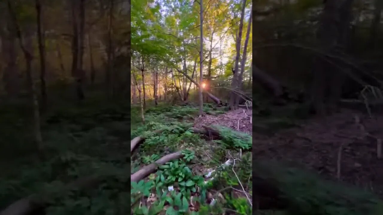 Trees knocked down in a forest