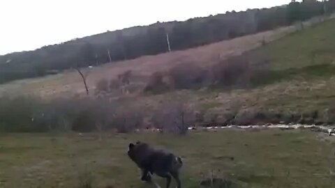 Pistols first CLOSE encounter with a Bunny Rabbit!