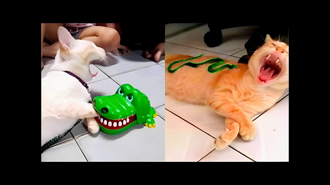 Funny Cat Videos Really Make You Laugh #100 | Cats and Dogs | Cute Cute Cat