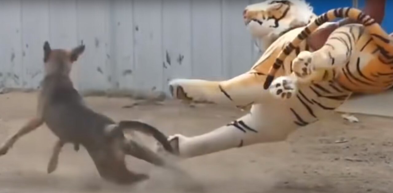 Scary animal prank funny video fake tiger