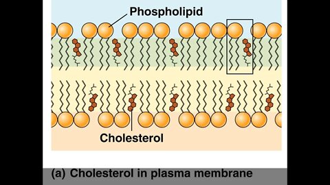 환자혁명, 조한경, 조슈아 조, 콜레스테롤은 질병 아님, 뇌 구성성분, 세포막, 신경막, 성호르몬, 건강 나침반, 성인병, 특급 처방, 좋은 치료, 환자의 능동적인 참여, 대증요법