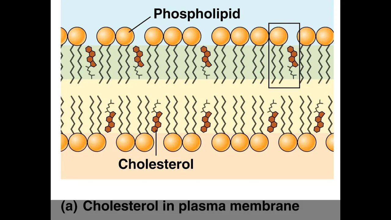 환자혁명, 조한경, 조슈아 조, 콜레스테롤은 질병 아님, 뇌 구성성분, 세포막, 신경막, 성호르몬, 건강 나침반, 성인병, 특급 처방, 좋은 치료, 환자의 능동적인 참여, 대증요법