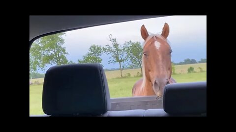 Two Horses Getting Closer - Buddy & Ransom Share The Stall - Buddy Blocks My Truck