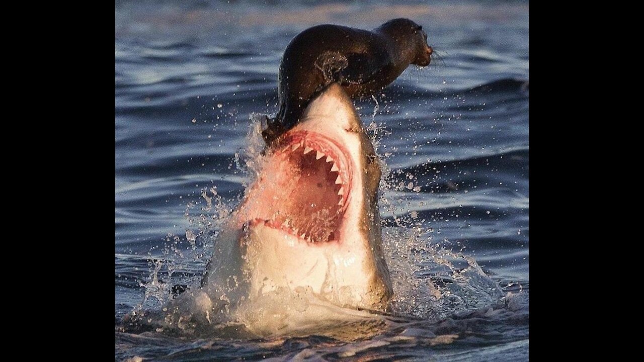 Shark attacks Seal