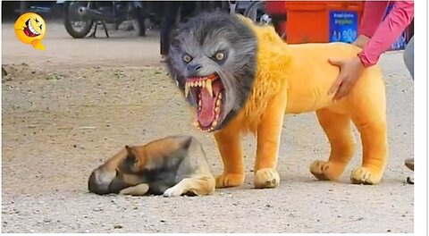 troll prank dog funny & fake lion and fake Tiger prank to dog & huge box prank to dog