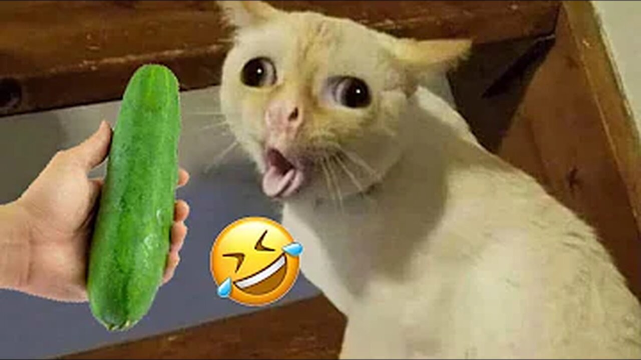 Best Funny Animals Videos 2023: Funniest Dog And Cat Videos