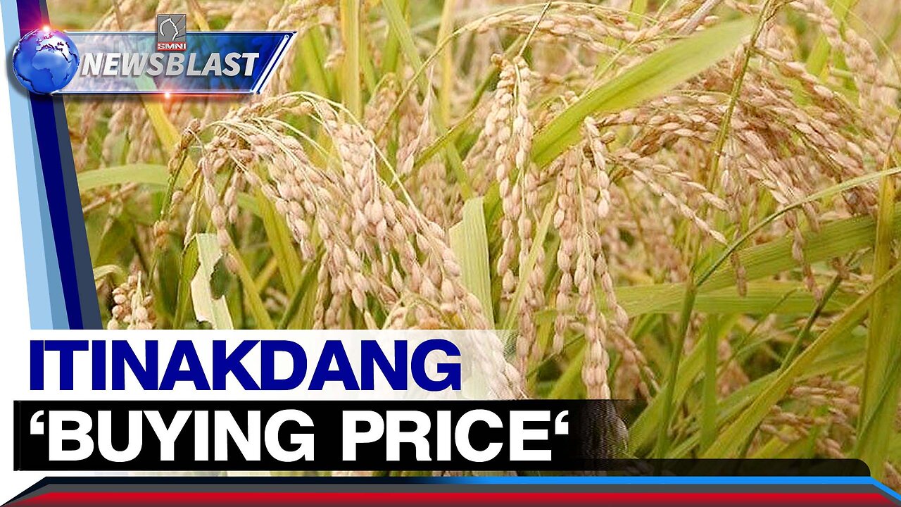 Itinakdang 'buying price' para sa dry at fresh palay, hindi lubos na mararamdaman