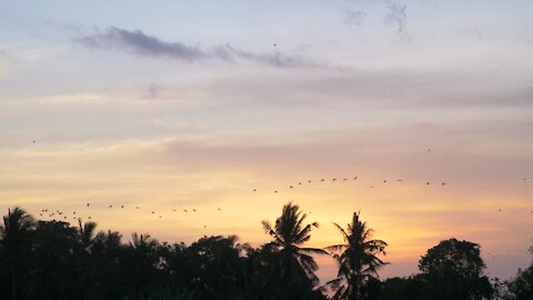 The splendor of birds flying over the trees at sunset