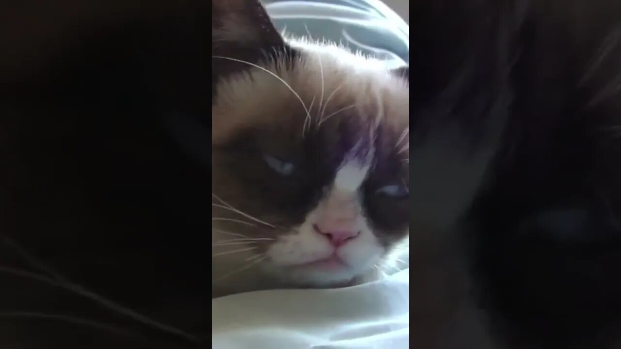 What happened to grumpy cat, Funny cute pets lovers, #Shorts