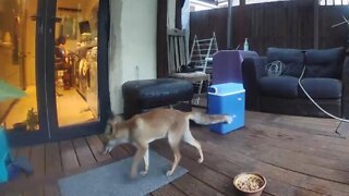 🦊 Urban fox cub Ajax captured on Amazon Ring Doorbell @ our back door - LIVESTREAM