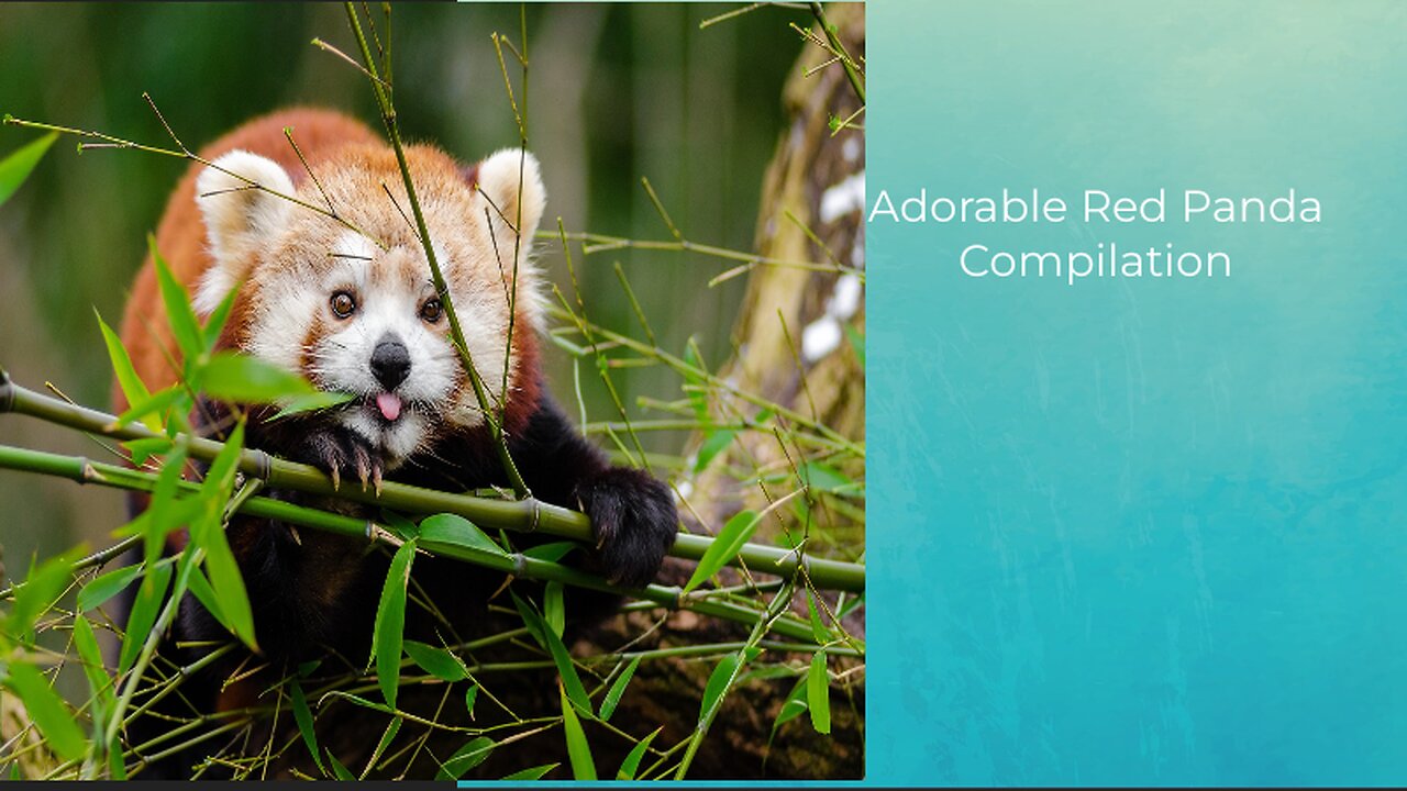 Most Adorable Red Panda - CUTEST Compilation