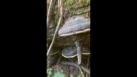 Hoof Fungus