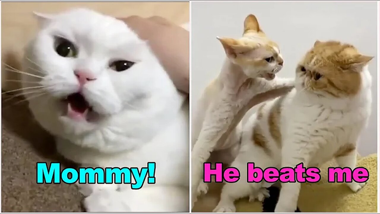 These Cats Can Speak English Better Than Hooman 🙀 LOCKDOWN DRAMA