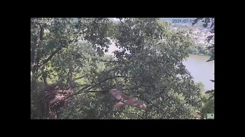Hays Bald Eagles Hawk flys close by the nest 2021 07 12 11:17:09AM