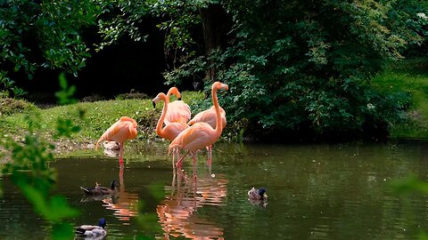 Flamingo waterfowl pink free stock video