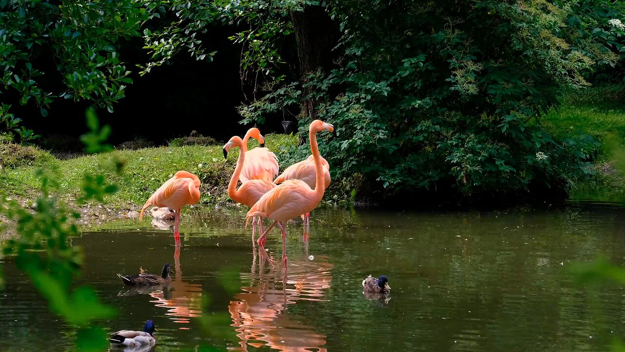 Flamingo waterfowl pink free stock video