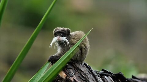 Juvenile emperor tamarin on a piece of wood Martinique zoo monkey with a white mustache