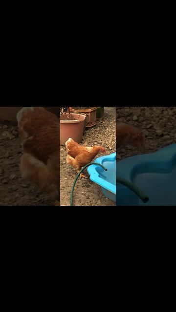 Sweet little hen drinks from little pool.