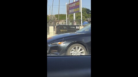 Figueroa street lizards