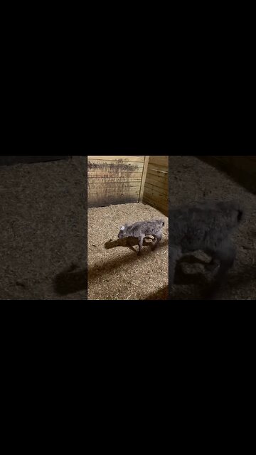 Calf zoomies!!! #cattle #farm #ranch #farmlife #ranchlife #calf #zoomies