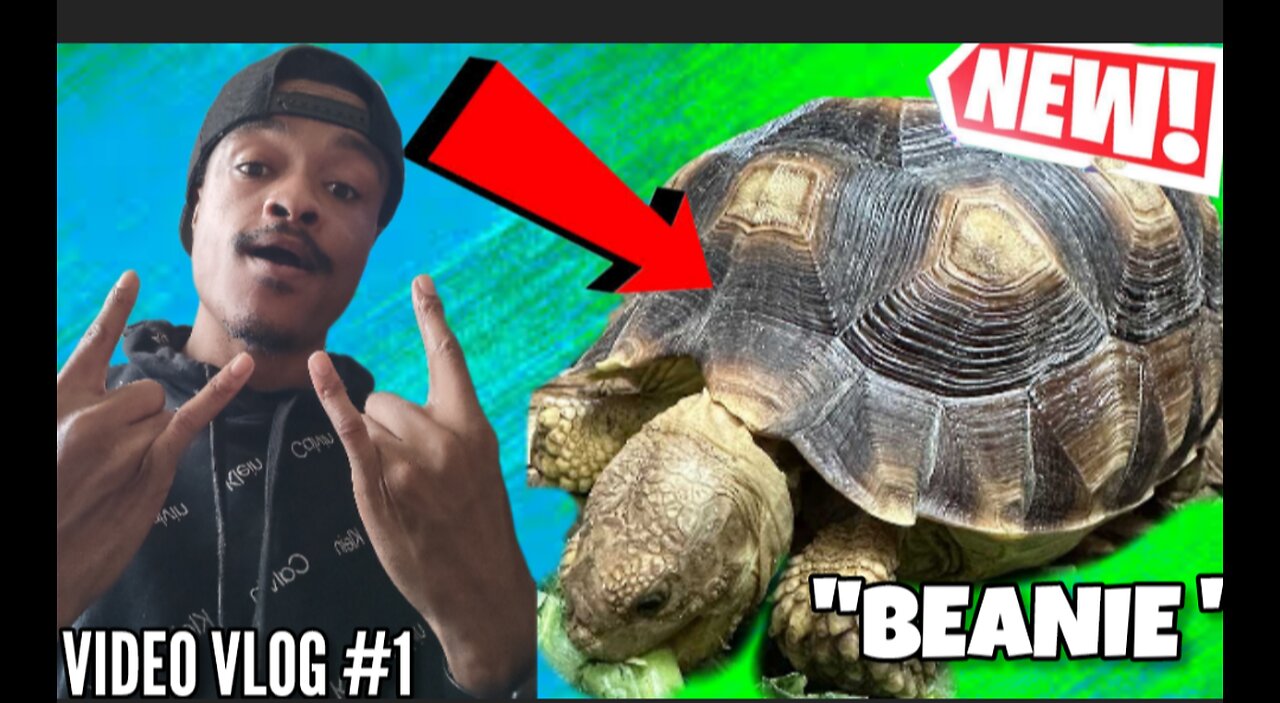 🔴🟣🐢🔥NEW VLOG 💯🤬🟣🤯🐢