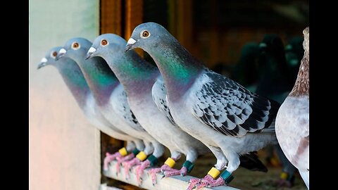 Pigeon Race 2023