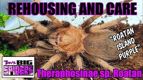 Theraphosinae sp. Roatan "Roatan Island Purple" Rehousing and Care