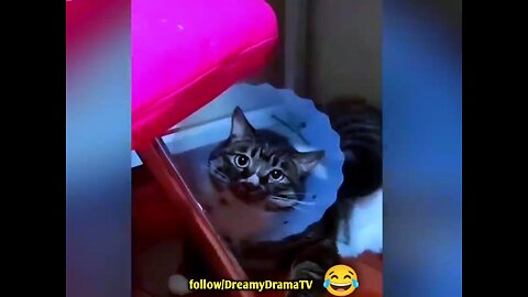 Purr-fect Pranks: 🤣😂Hilarious Cat Shenanigans Caught on Camera"