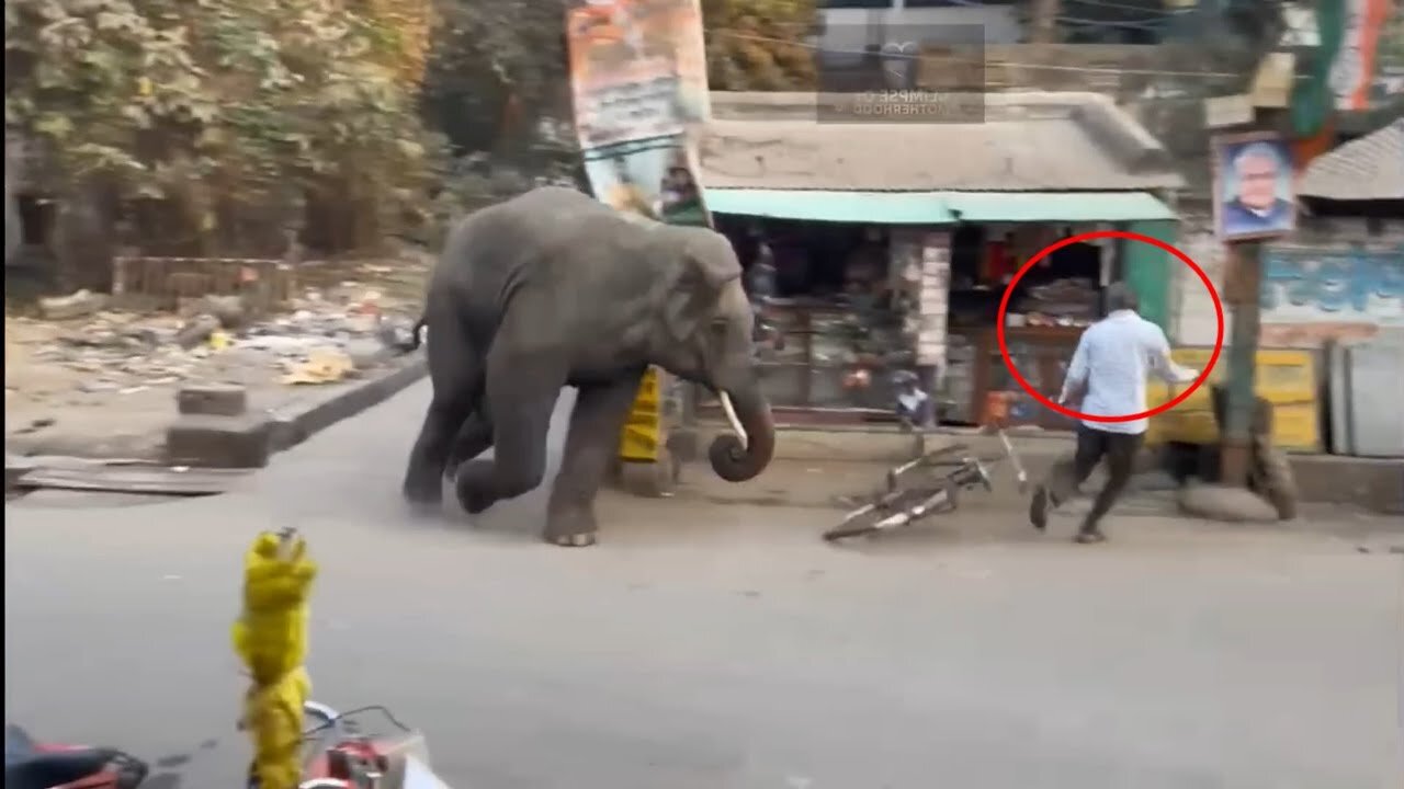 Wild Elephant attack video | Elephant attack | Elephant video | Wild elephant