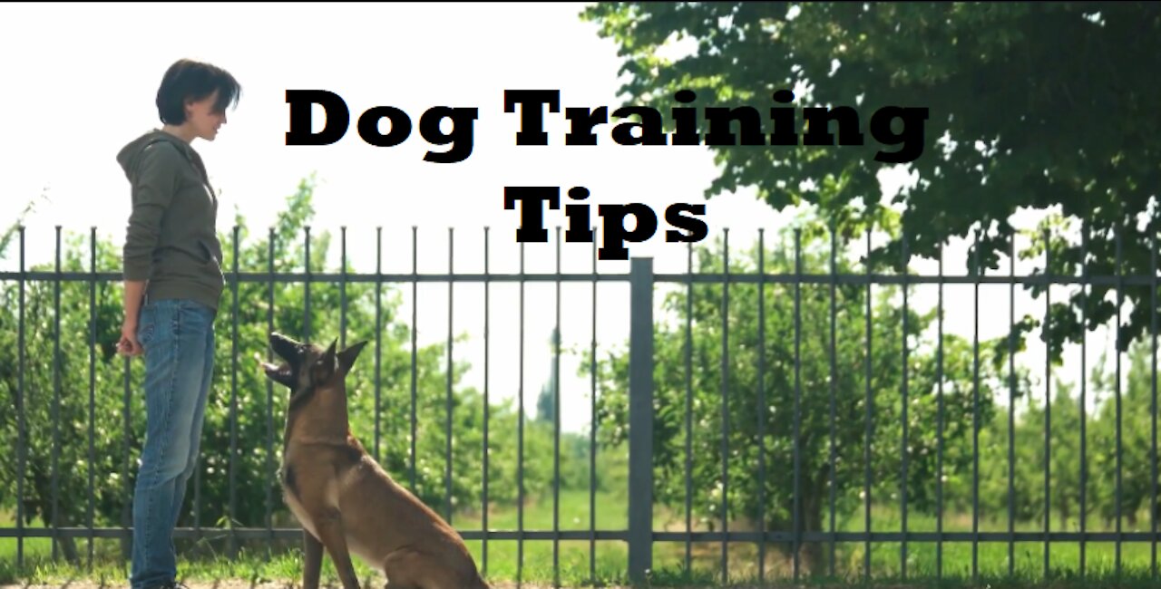 Dog Training Tips |Basic Dog Training