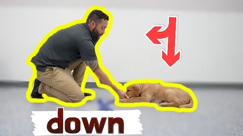 HOW TO TEACH YOUR PUPPY DOWN!!