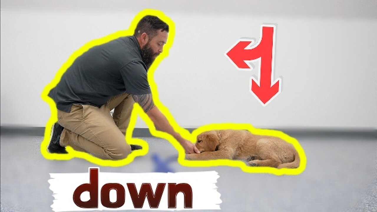 HOW TO TEACH YOUR PUPPY DOWN!!