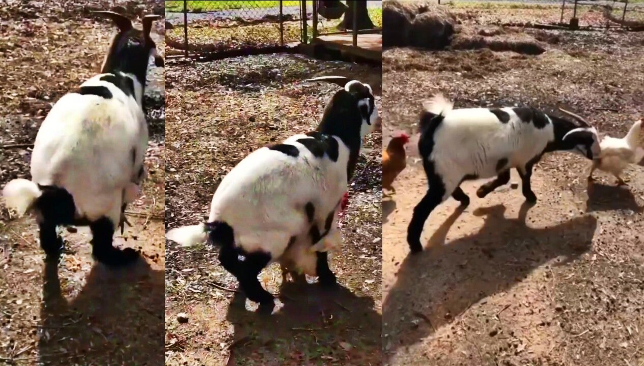 goat gone wild 😂