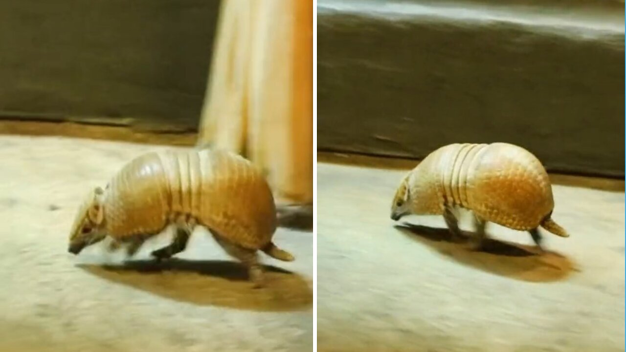 This Armadillo Run So Fast