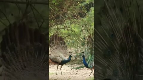 beautiful peacocks