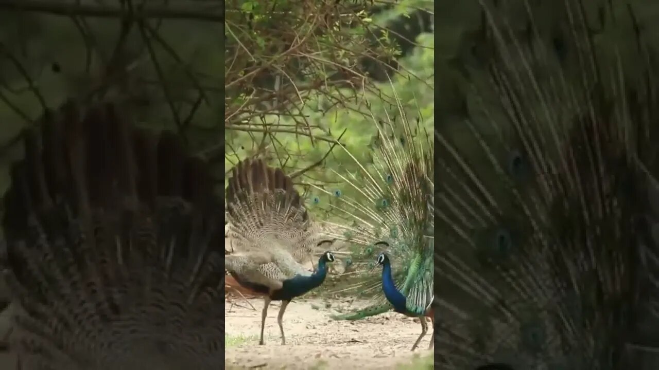 beautiful peacocks