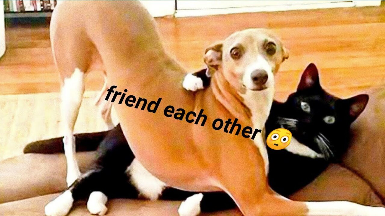 Funny Animals 2024 😂 Cute Cat And Dog Funny Videos 😸 Part 214