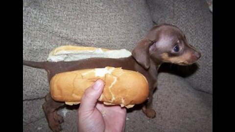 Funny Animals 2022 - Cute Dogs and Cats Doing Funny Things #1