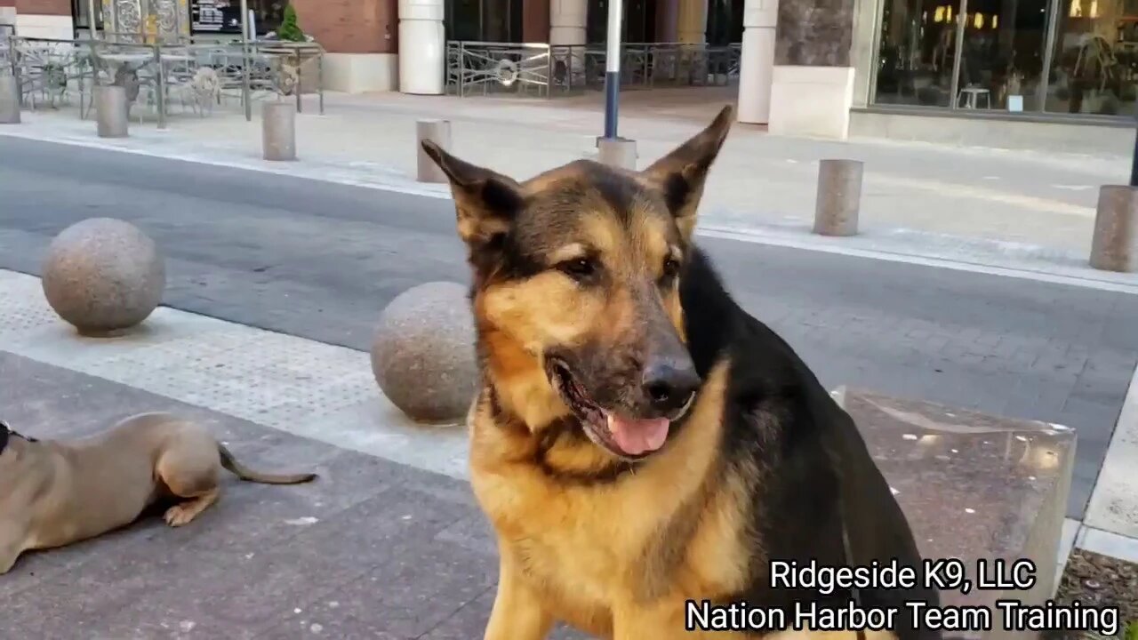 Team Dog Training - National Harbor