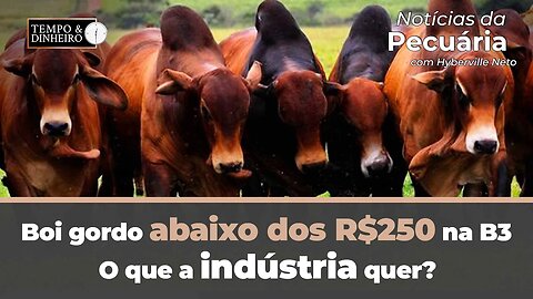 Boi gordo abaixo dos R$250 na B3. O que a indústria quer? Veja o fechamento de hoje.