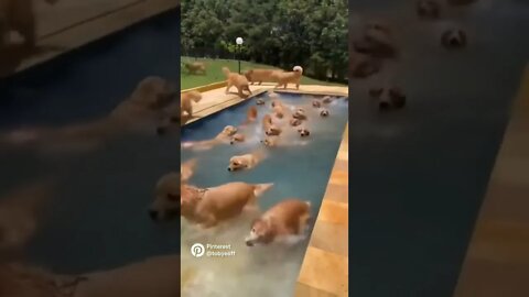 Lots of Puppies
