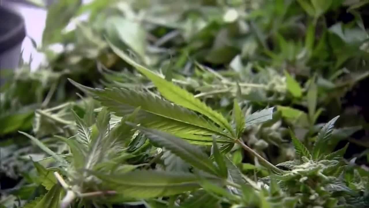 Gov. Hochul signs bill allowing hemp farmers to grow cannabis