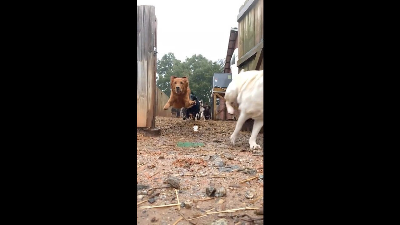 Dog stampede at doggie day care 🐶