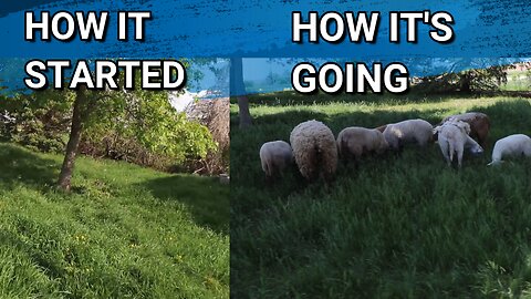 Are The Sheep Good At Mowing Our Lawn? | Other Updates