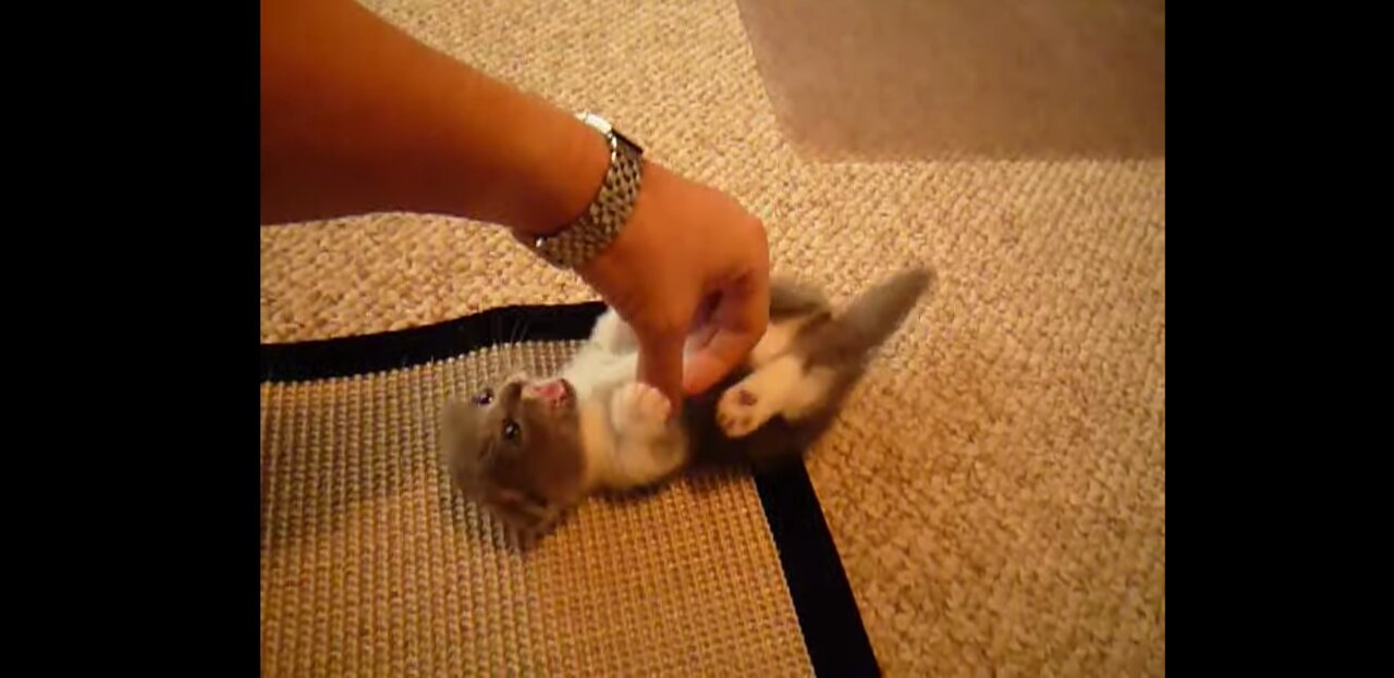 Scottish fold Munchkin playing with my hand